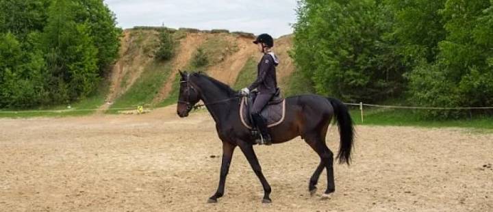 Знакомство с лошадьми - обучение или конная прогулка