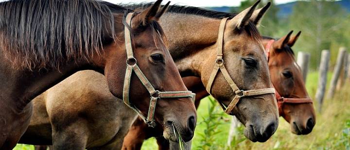 Знакомство с лошадьми - обучение или конная прогулка
